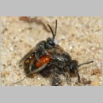 Sphecodes sp - Blutbiene 14b 4-5mm Paarung - Sandgrube Niedringhaussee.jpg